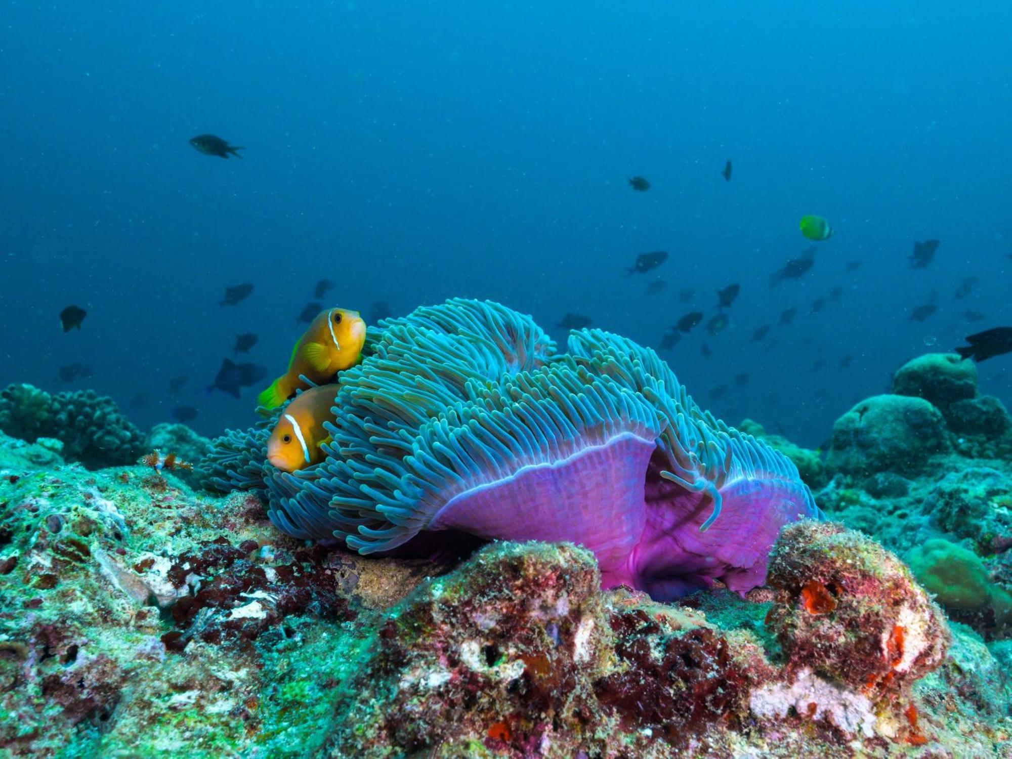 The Nautilus Maldives Hotel Kamadhoo Bagian luar foto